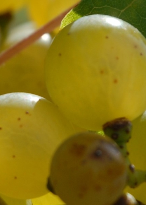 Sauvignon blanc R 3 Einzelbeeren c